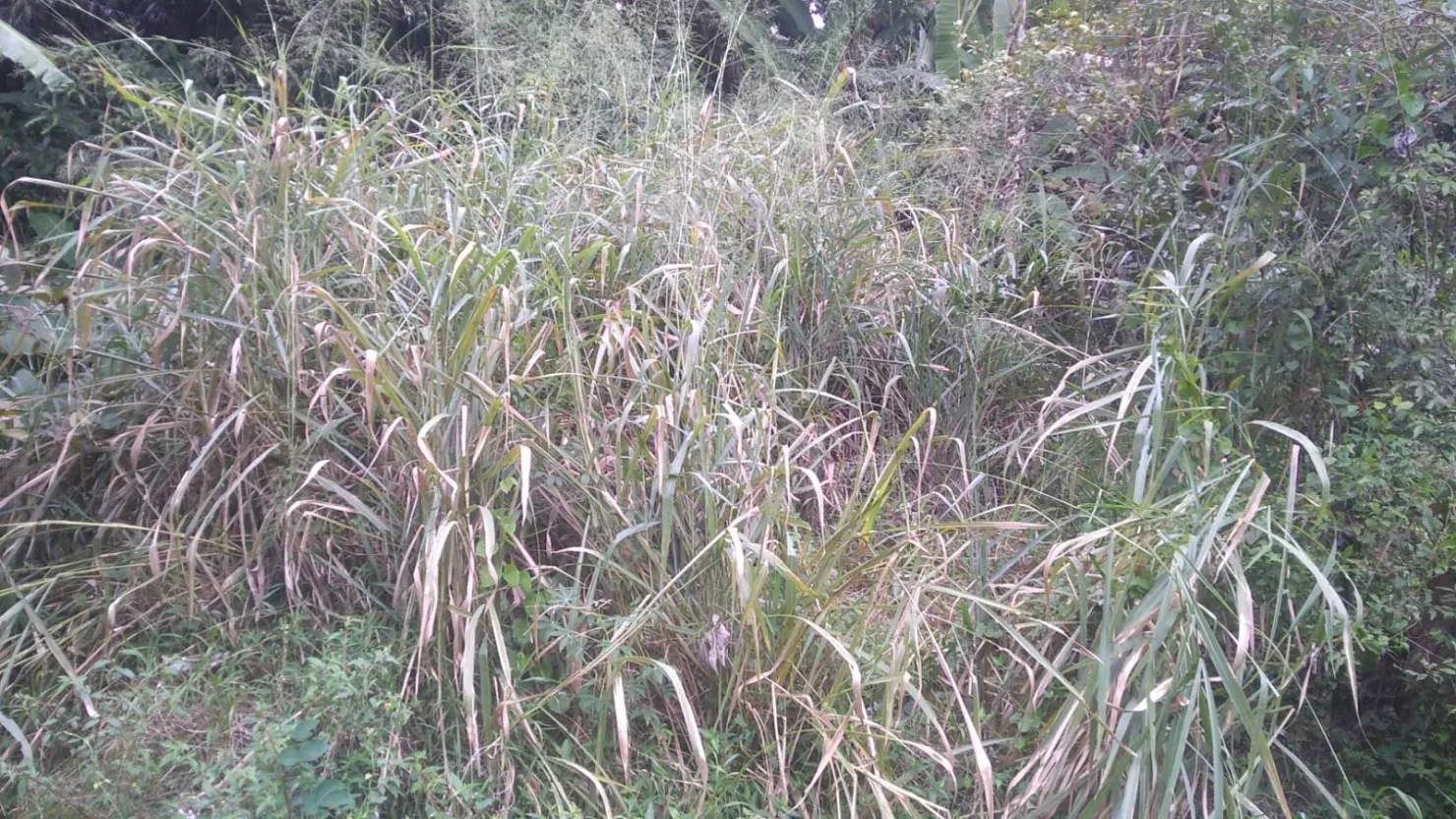 Imagem Terreno à venda 6866M², Crispim, Pindamonhangaba - SP