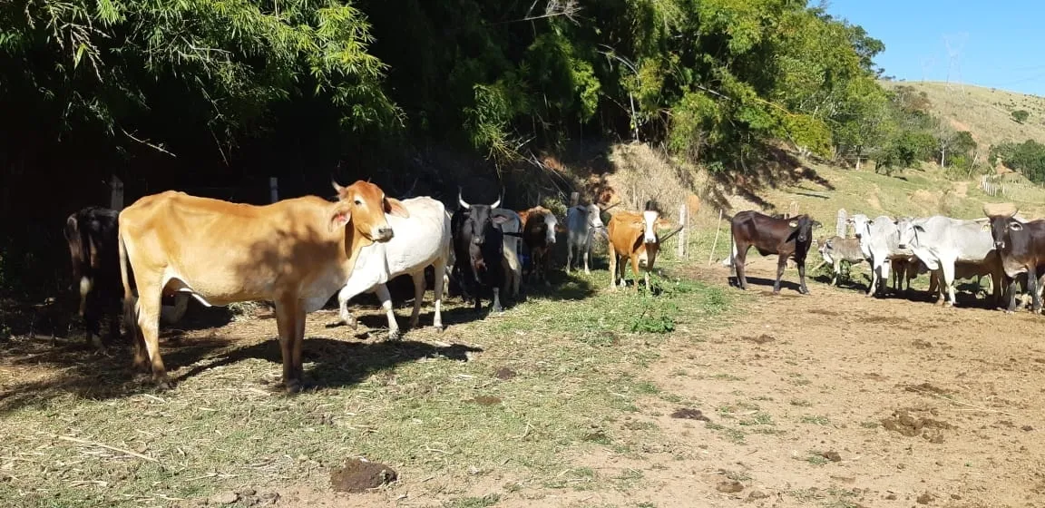 Imagem Chácara à venda 484000M², Cruz Pequena, Pindamonhangaba - SP