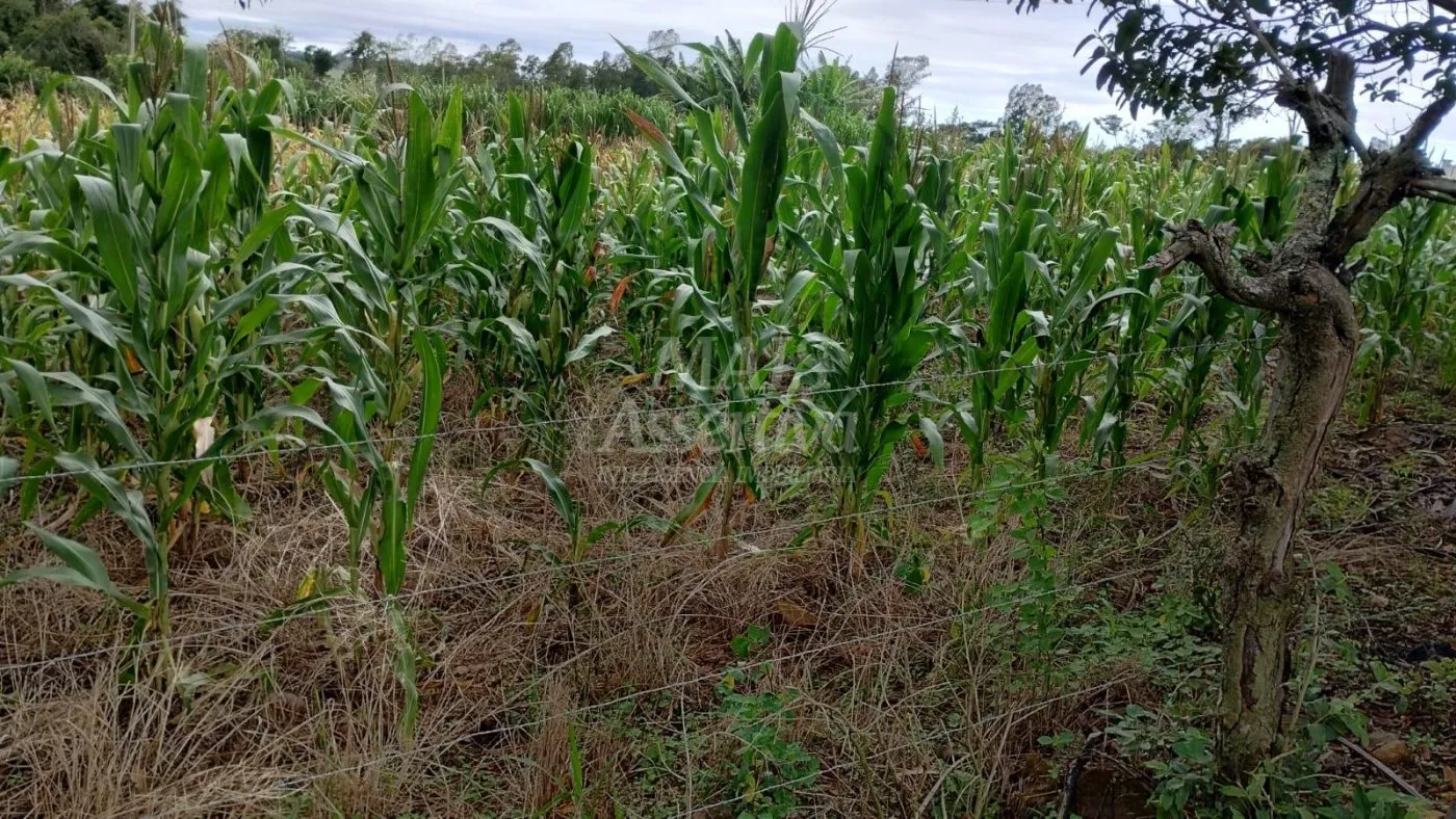 Imagem Chácara para venda em Santo Antônio da Patrulha Roça Grande