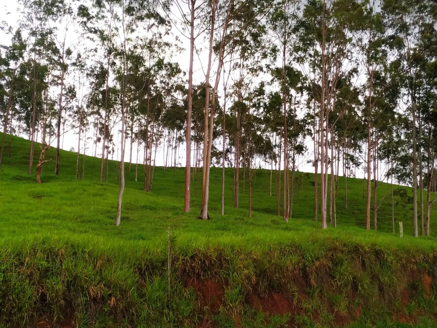 Imagem Chácara à venda 30000M², Zona Rural, Silveiras - SP