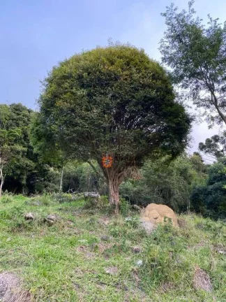 Imagem Área à venda, 60000 m² por R$ 420.000 - Monjolinho - Itapeva/MG