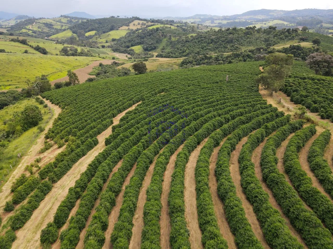 Imagem Fazenda 48 m² à venda em Roseira, Bandeira do Sul