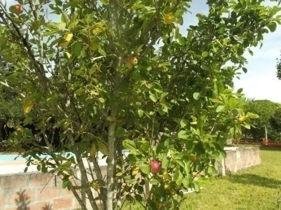 Imagem Sitio residencial em condomínio, Águas Claras / Viamão