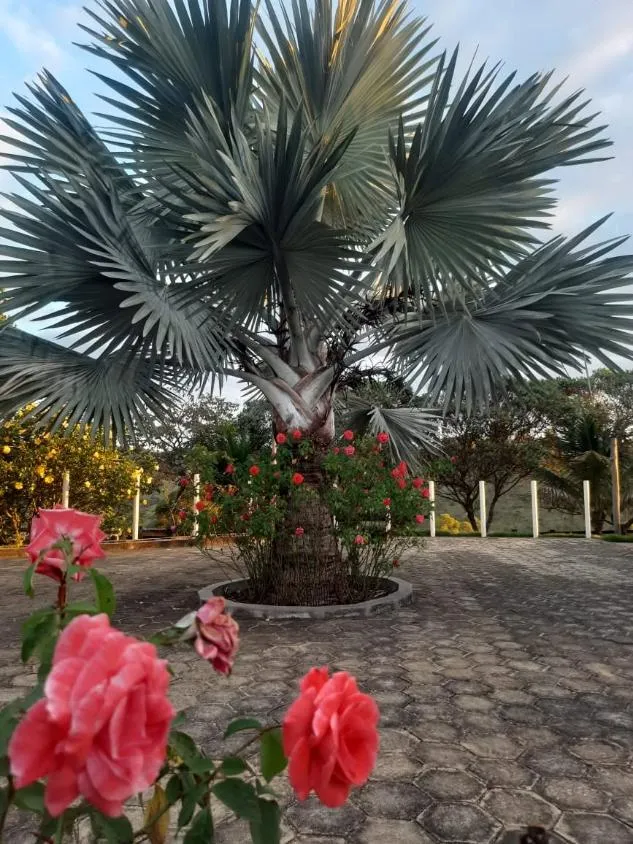 Imagem Vendo uma fazendinha espetacular em Carmópolis de Minas/MG 35 hectares