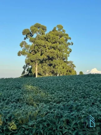 Imagem Sítio lindo a venda em ótima localização linha União da Serra em Guaraniaçu - PR