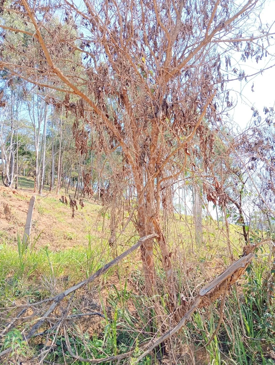 Imagem Terreno com 1.632,00 M2 à venda, Pedreira, Guaratinguetá, SP