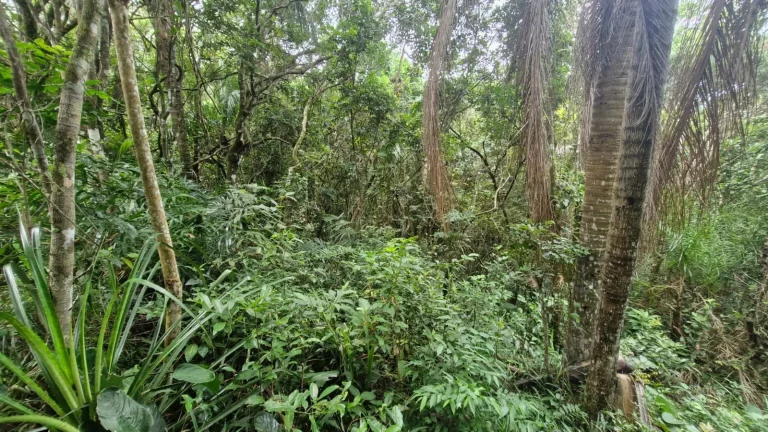 Imagem Vista para o Mar: Terreno à Venda na Praia da Ferrugem, Garopaba-SC - 1.500m²!