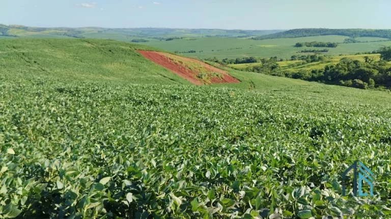 Imagem Fazenda com 57 alqueires (plantando 46) Solo roxo alta fertilidade, Engenheiro Beltrão PR