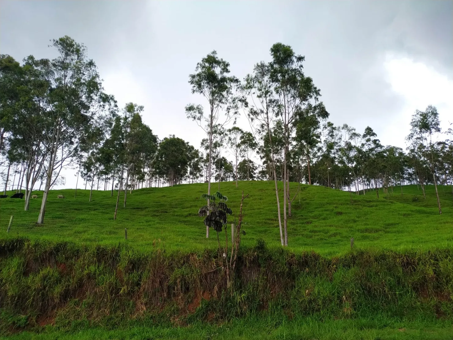 Imagem Chácara à venda 30000M², Zona Rural, Silveiras - SP