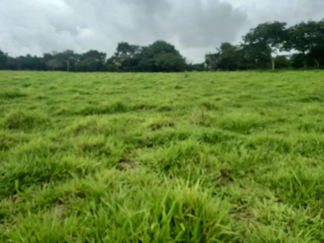 Imagem Excelente terreno rural à venda em Passa Tempo/MG 50 hectares de terra