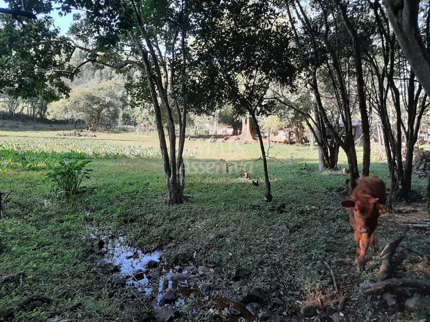 Imagem Área de 10 hectares para venda em São Francisco de Paula