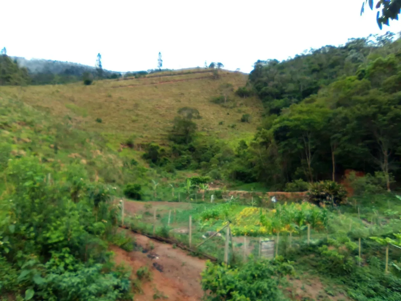 Imagem Excelente Propriedade Rural com 25 Hectares e Riqueza Hídrica