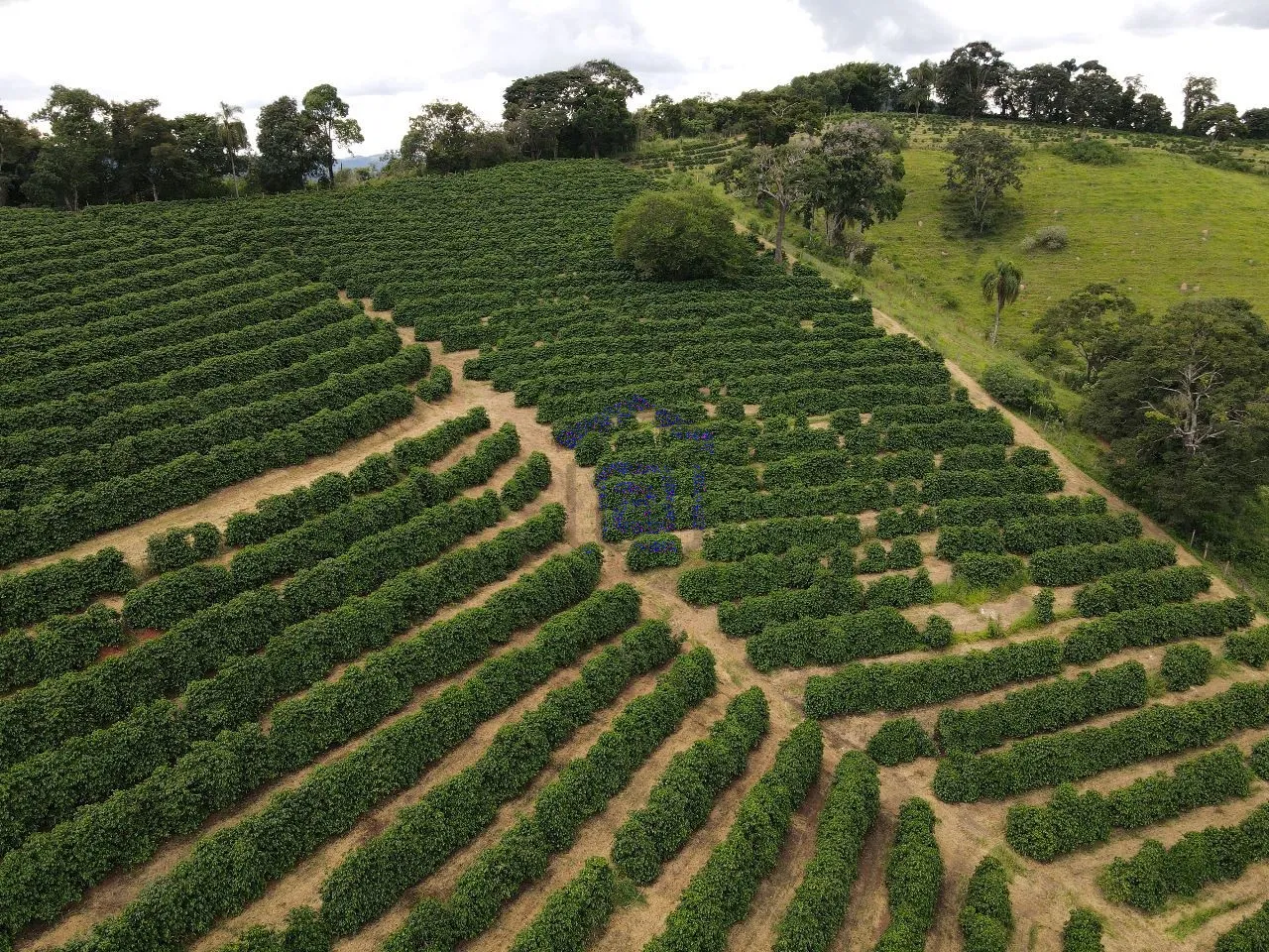 Imagem Fazenda 48 m² à venda em Roseira, Bandeira do Sul