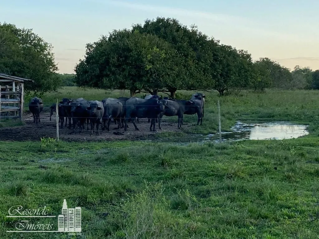 Imagem FAZENDA A VENDA NO RURAL MARGEM DO RIO CAMARÁ