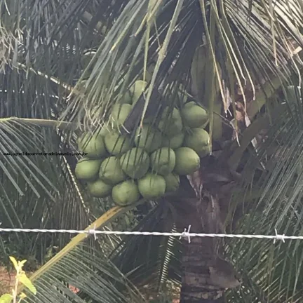 Imagem Granja para Venda em São Gonçalo do Amarante, Jardins, 3 dormitórios, 2 suítes, 4 banheiros, 6 vagas