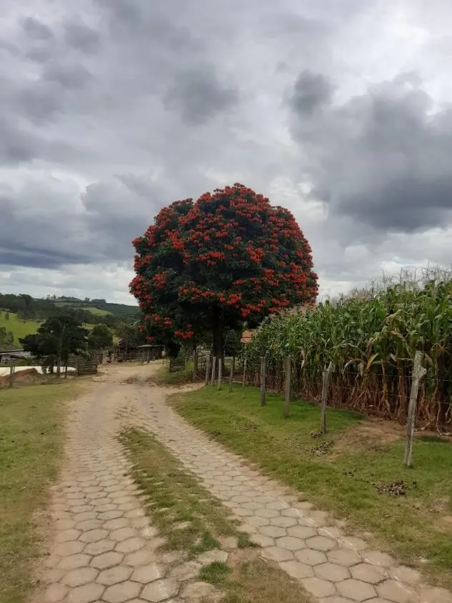 Imagem Vendo uma fazendinha espetacular em Carmópolis de Minas/MG 35 hectares