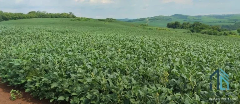 Imagem Fazenda com 57 alqueires (plantando 46) Solo roxo alta fertilidade, Engenheiro Beltrão PR