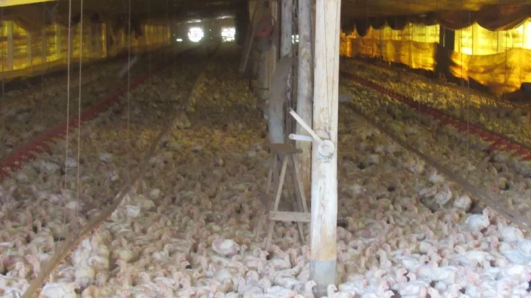Imagem Área Agrícola para Venda em Concórdia, Linha Sertão