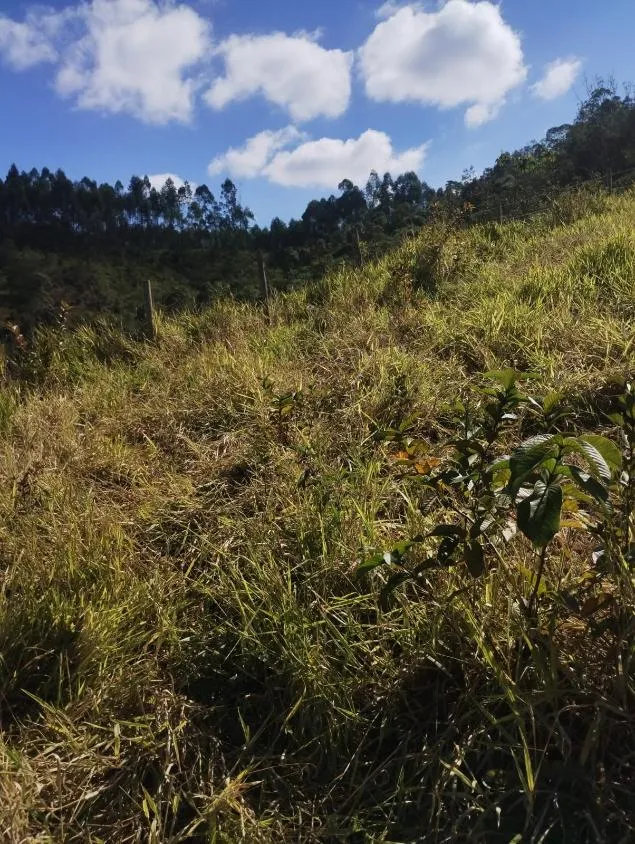 Imagem Excelente Terreno à Venda em Piranga/MG: 36 Hectares com Rica Infraestrutura