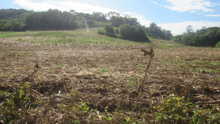 Imagem Área Agrícola para Venda em Concórdia, Barra do Pinhal