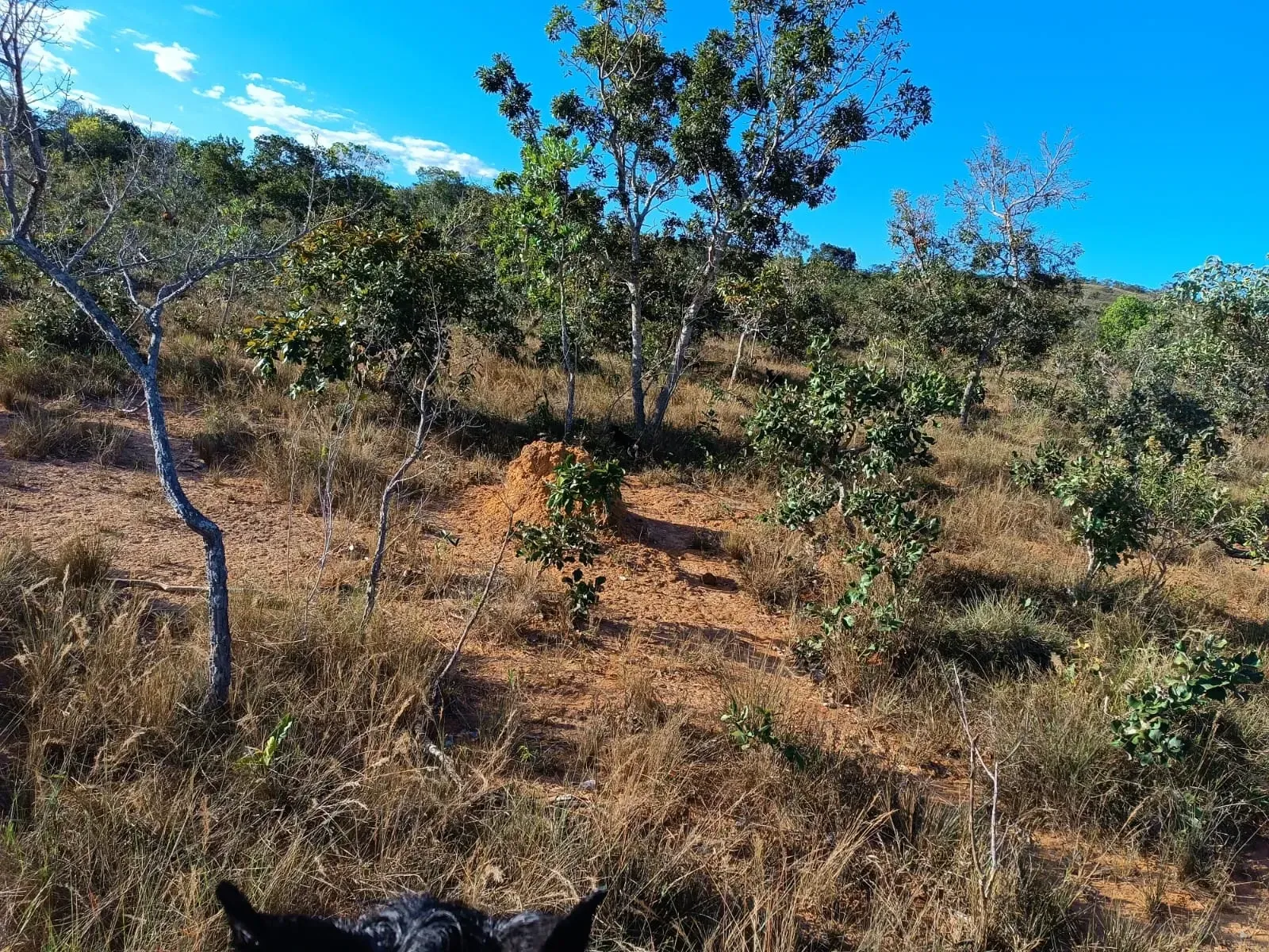 Imagem Fazenda à Venda, 247 HA em Samambaia Sul - Brasília