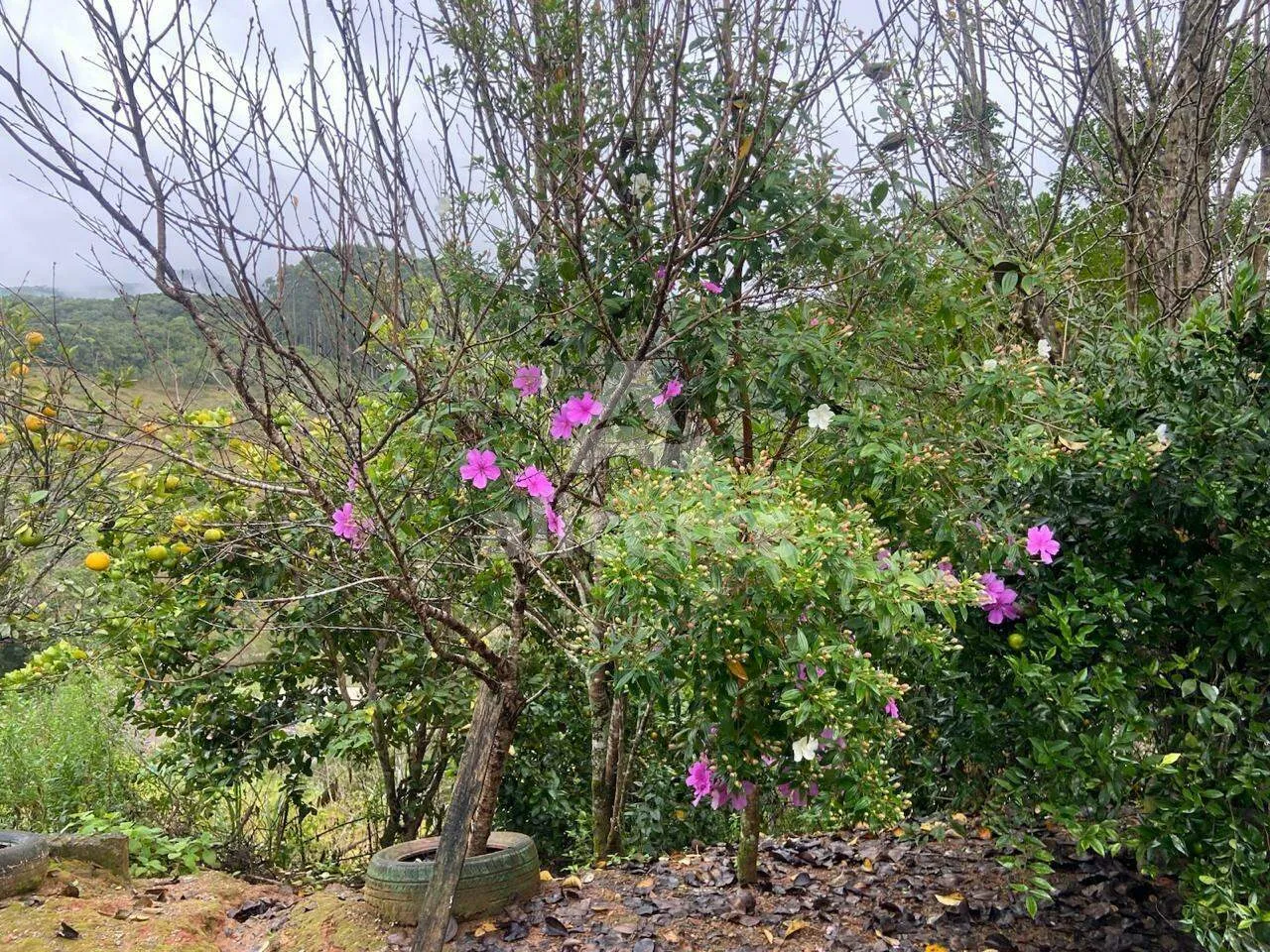 Imagem Sítio/Chacará à Venda no Pagará - Santo Amaro da Imperatriz/SC