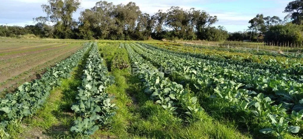 Imagem Área com 4,722 hectares, Av. do Lami - Belem Novo