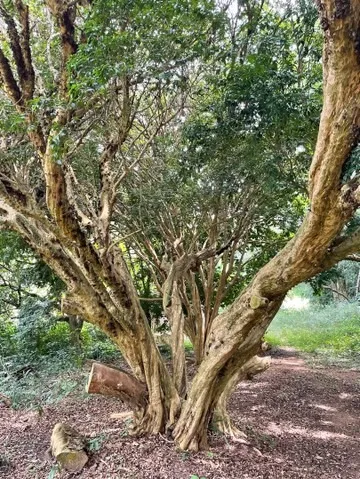 Imagem Sitio dos sonhos em Salto de Pirapora