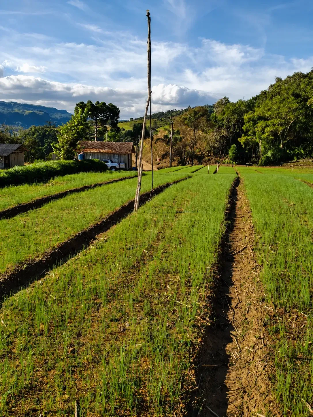 Imagem Chácara à Venda, 60000 m² em Alfredo Wagner - Alfredo Wagner