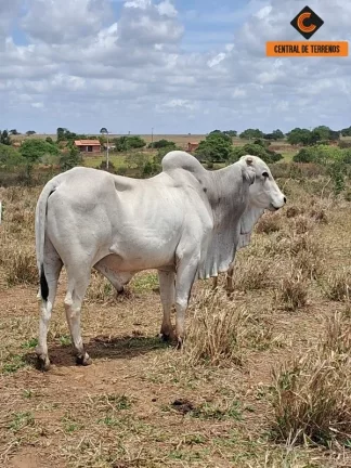 Imagem FAZENDA EM NOVA SOURE