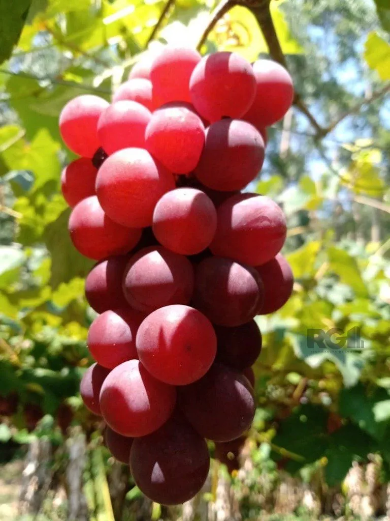 Imagem Fazenda em Zona Rural