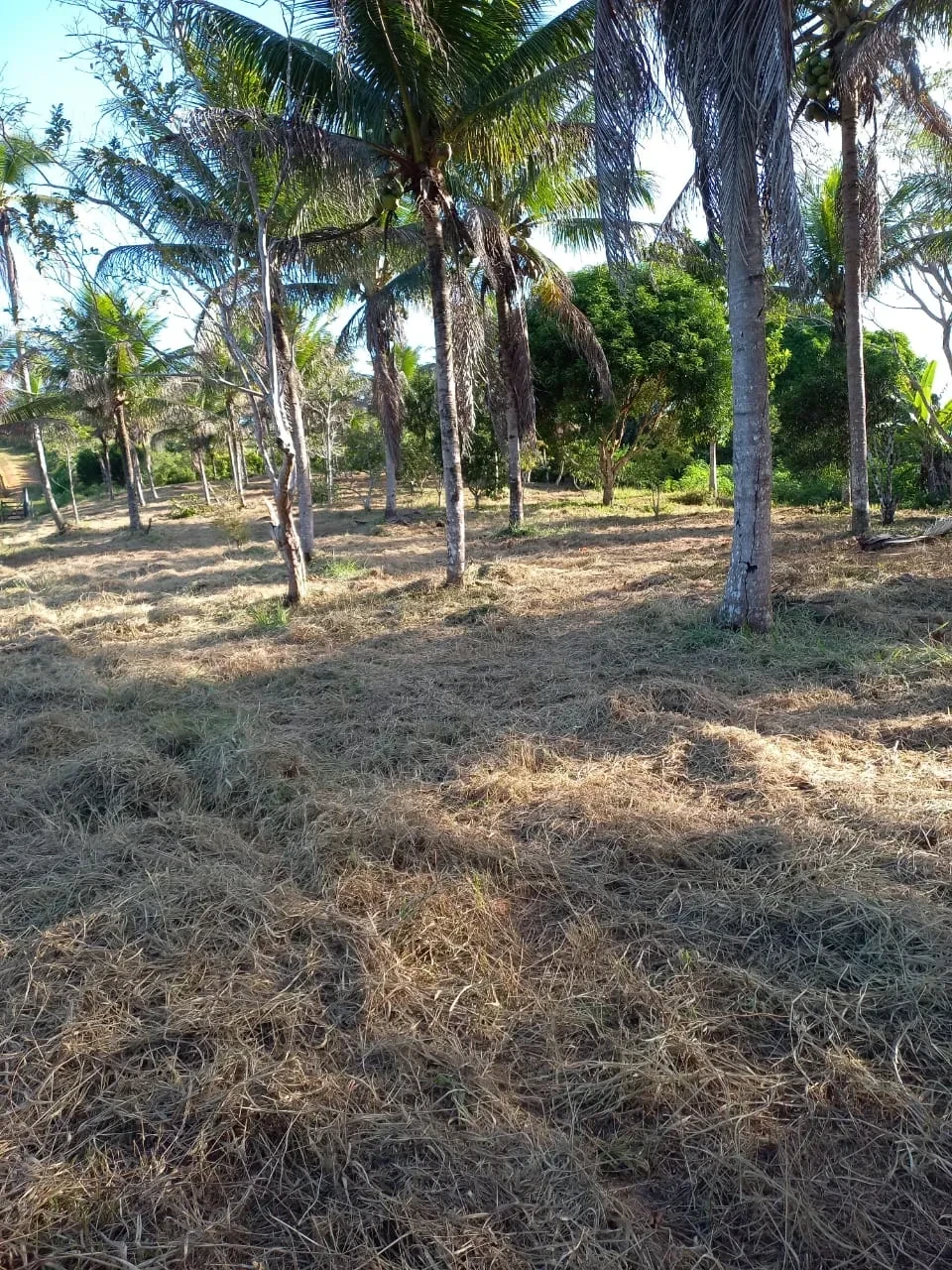 Imagem Fazenda à Venda, 18 HA em Jaguaripe - Jaguaripe