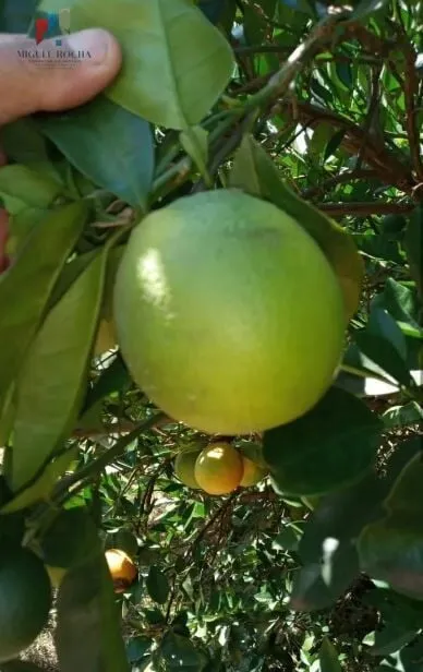 Imagem Fazenda Região de Marilia SP