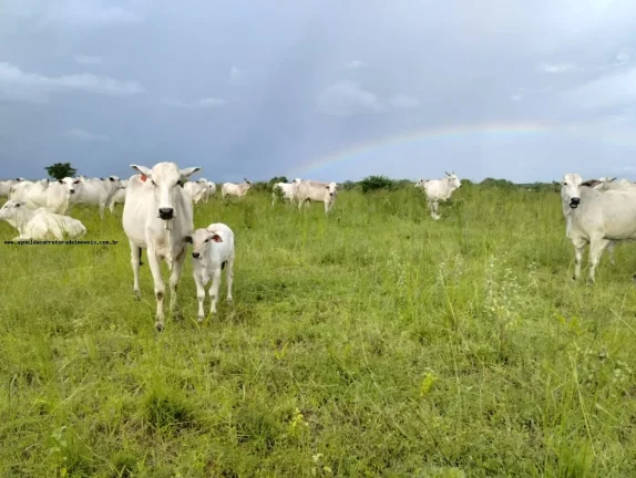 Imagem Fazenda para Venda em Santa Maria, SANTA MARIA
