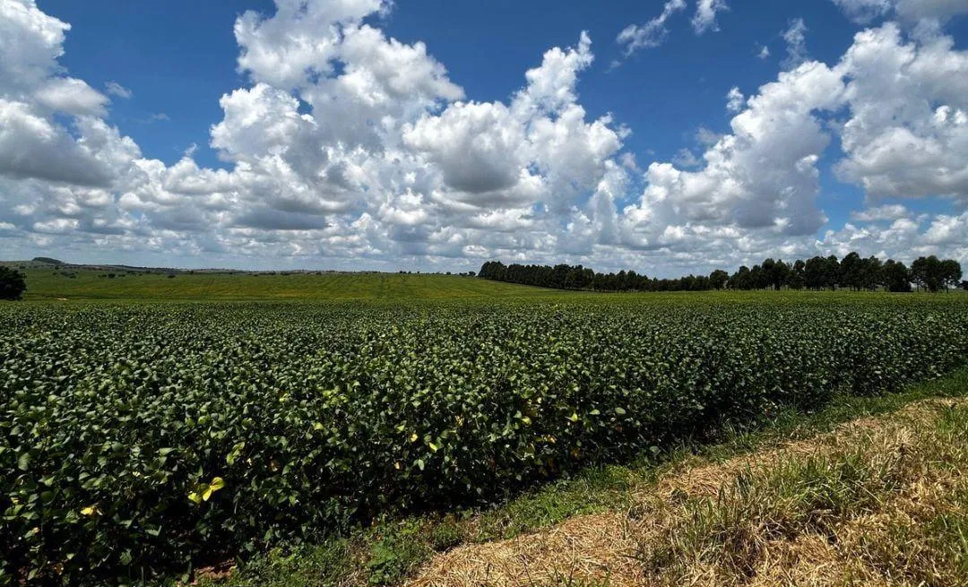 Imagem Vendo uma ótima fazenda em Dores do Indaiá/MG 205 hectares de terra