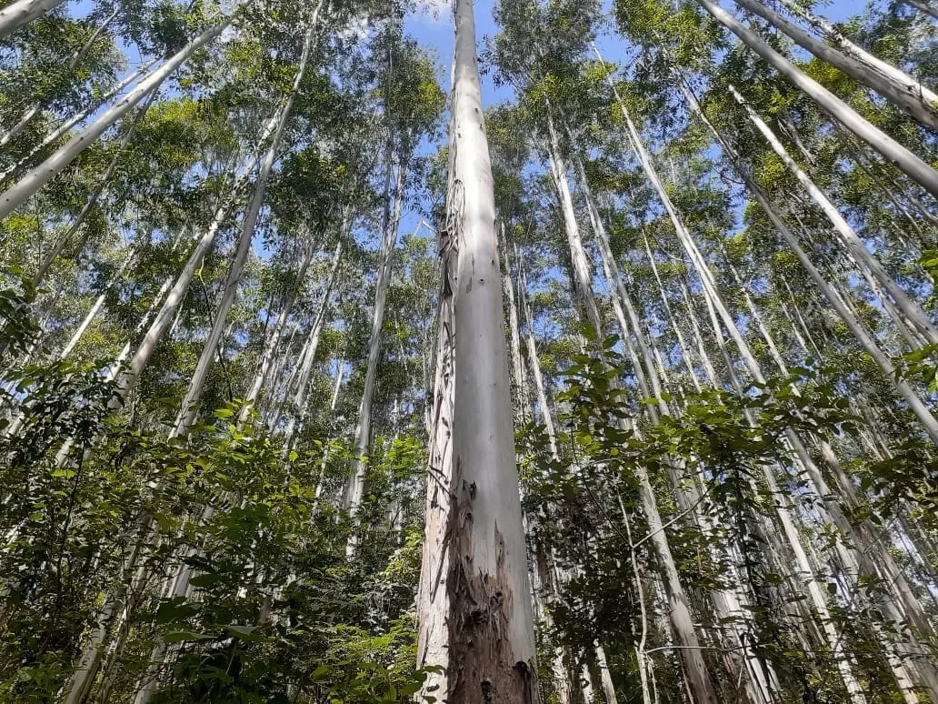 Imagem Chácara à venda 1700000M², Centro, São Luiz do Paraitinga - SP