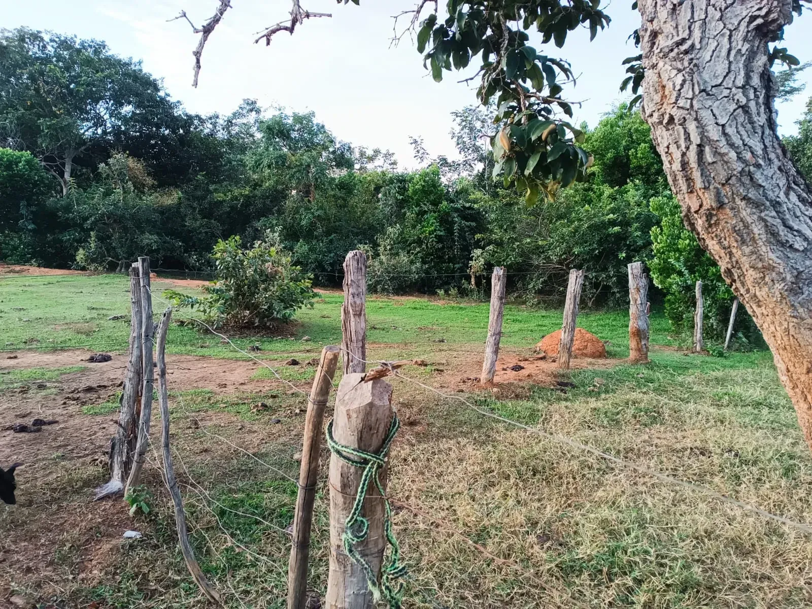 Imagem Fazenda à Venda, 247 HA em Samambaia Sul - Brasília