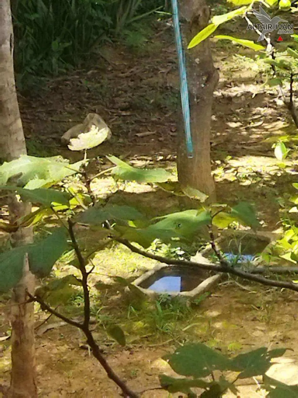 Imagem Mini Fazenda em Curvelo