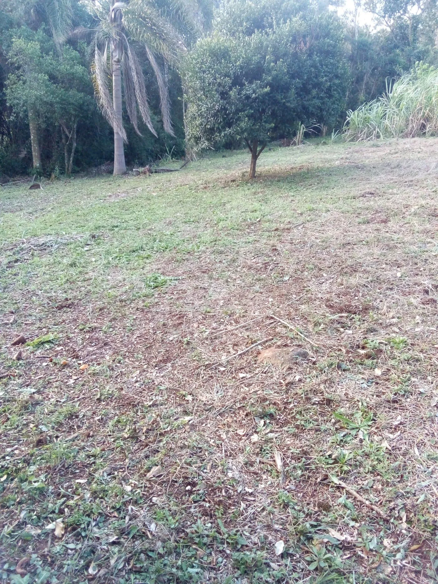Imagem Chácara para venda em Rolante (8.000m²)