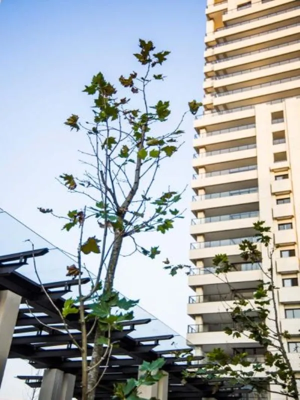 Imagem COBERTURA DUPLEX RESIDENCIAL em SÃO PAULO - SP, PERDIZES