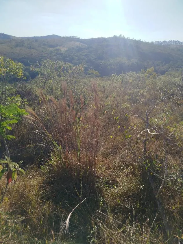 Imagem Vendo uma excelente fazenda em Oliveira / MG 100 hectares de área total;