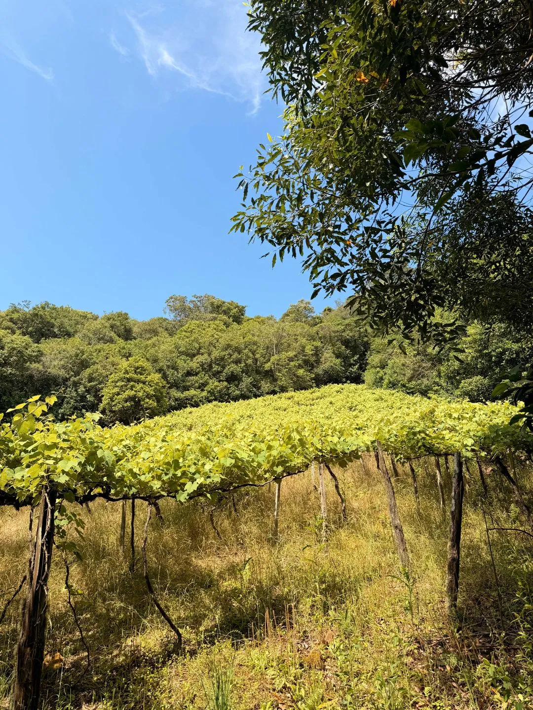 Imagem Chácara à venda em Caxias do Sul, Centro, 20000m2