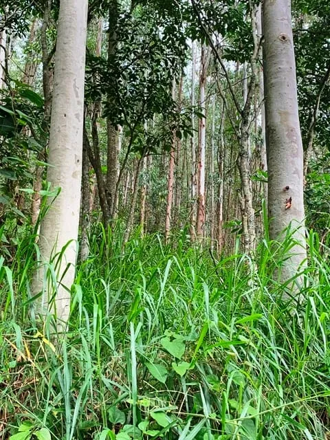 Imagem Chácara à venda 994000M², Barreiro, Aparecida - SP