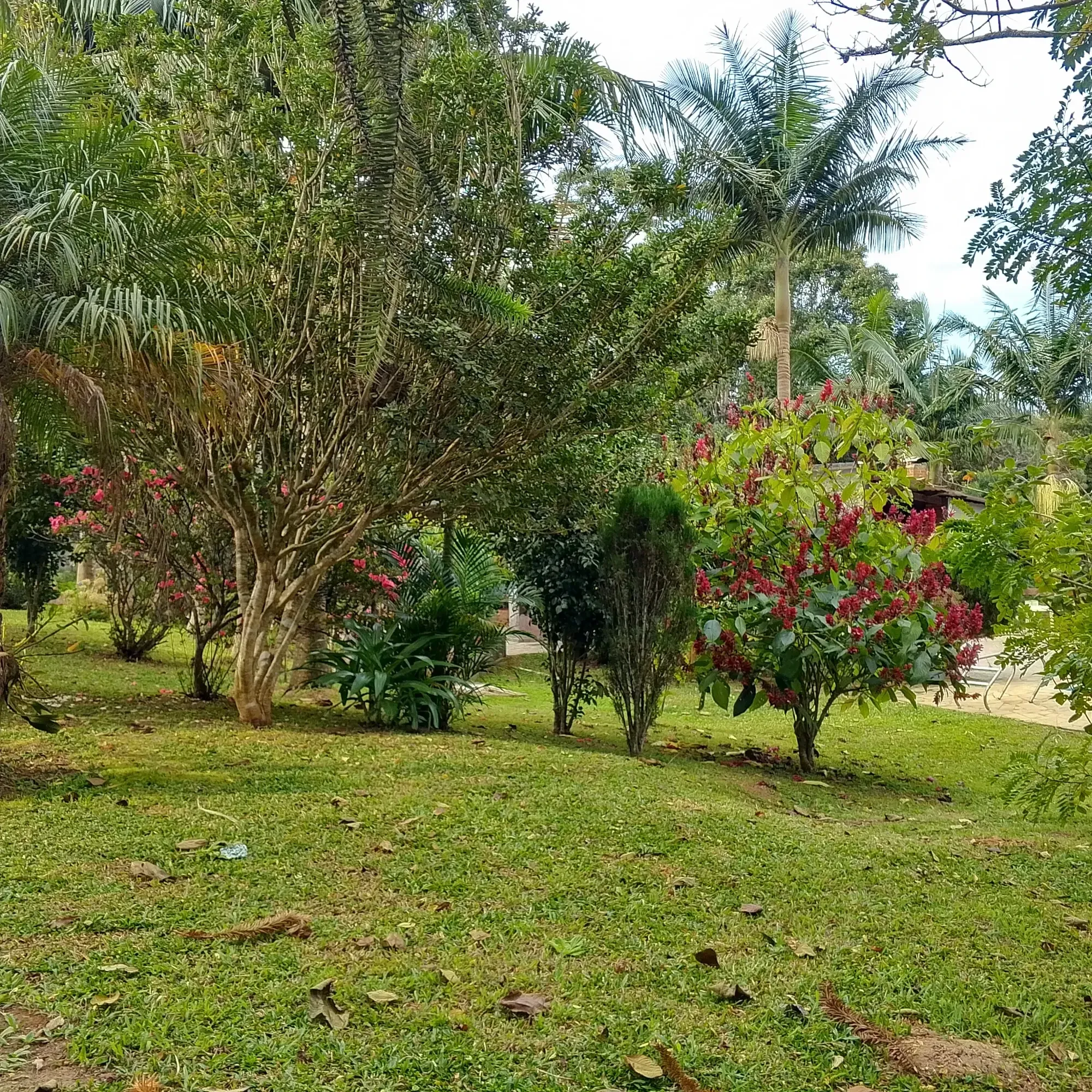 Imagem Chácara com 3 Quartos à Venda, 12.000 m² em Jardim das Cerejeiras - Cotia