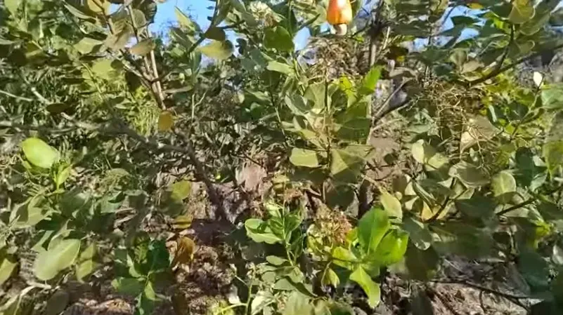 Imagem Terreno à Venda, 1000 m² em Esperantina - Esperantina