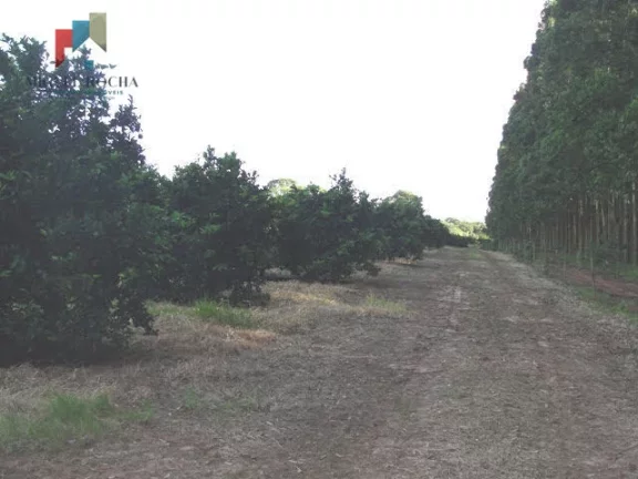 Imagem Fazenda região de Itapetininga SP