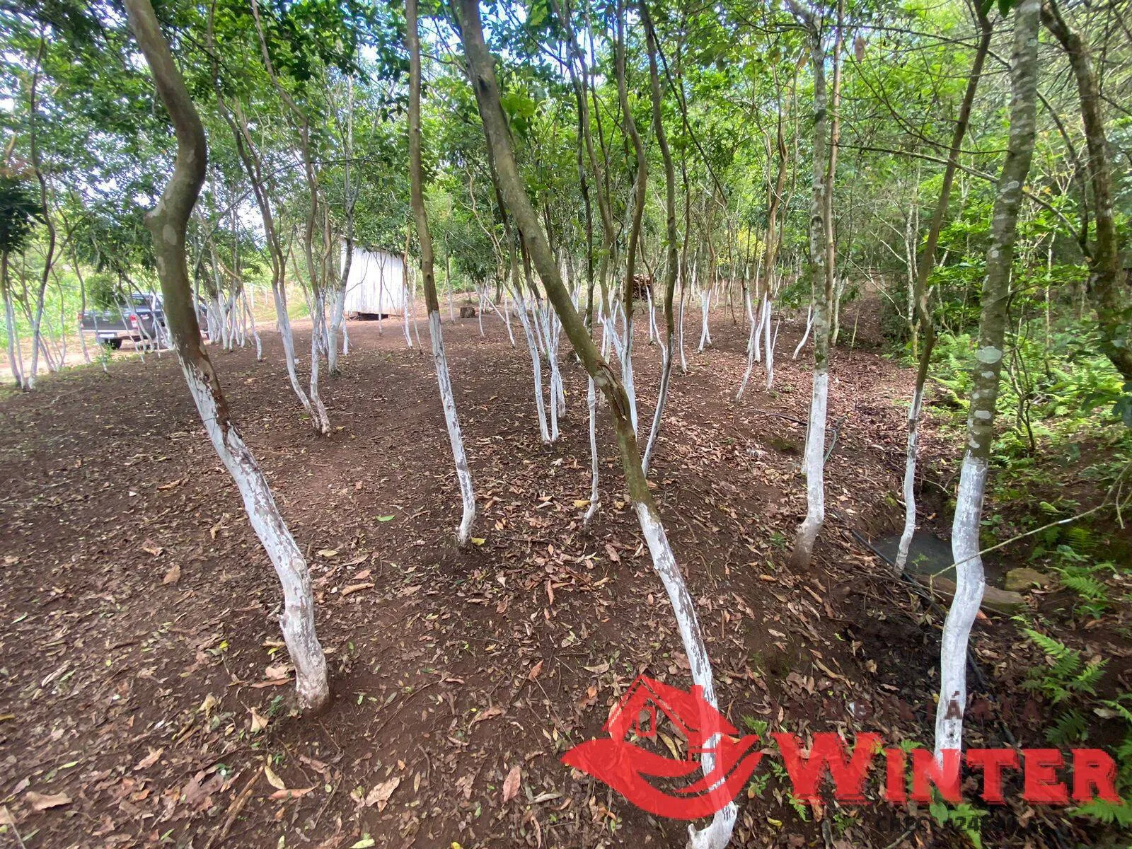 Imagem Área de terras com 6,3 hectares em São Roque, Feliz.