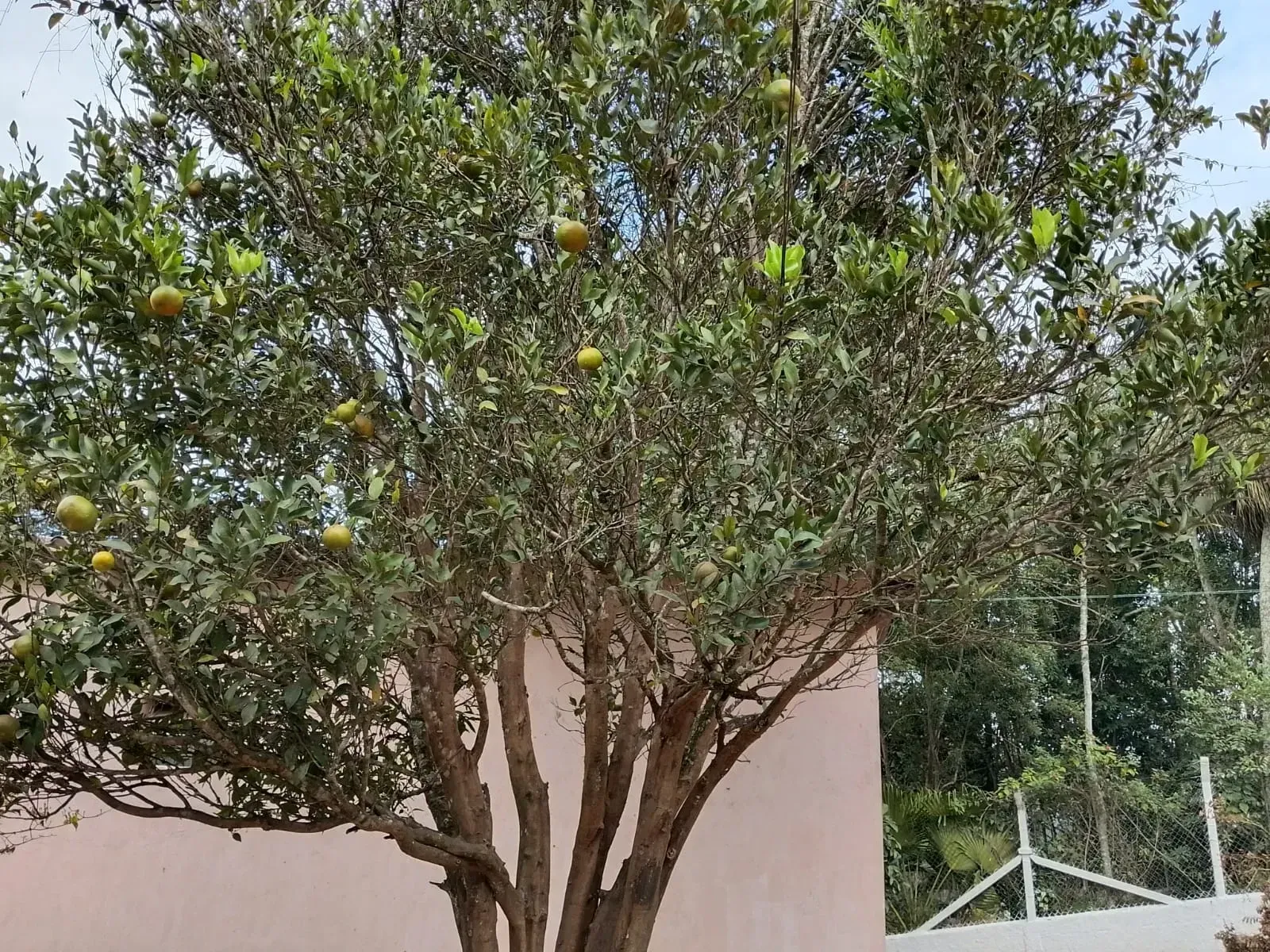 Imagem Chácara com 3 Quartos à Venda, 600 m² em Estância Americana - Suzano