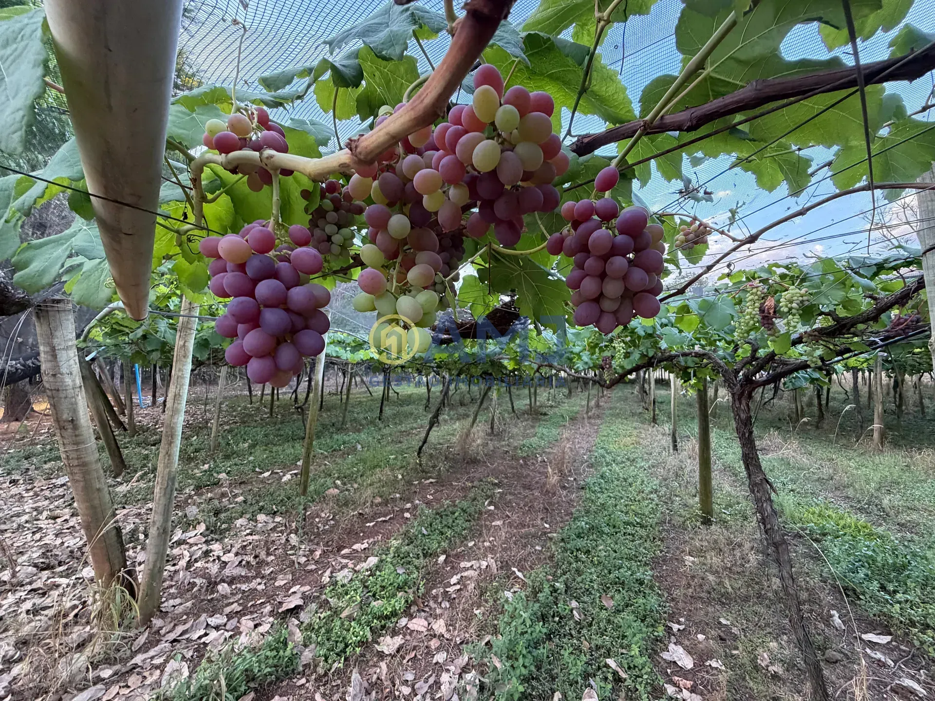 Imagem DUAS CHÁCARAS VIZINHAS À VENDA | HIDROLÂNDIA/GO