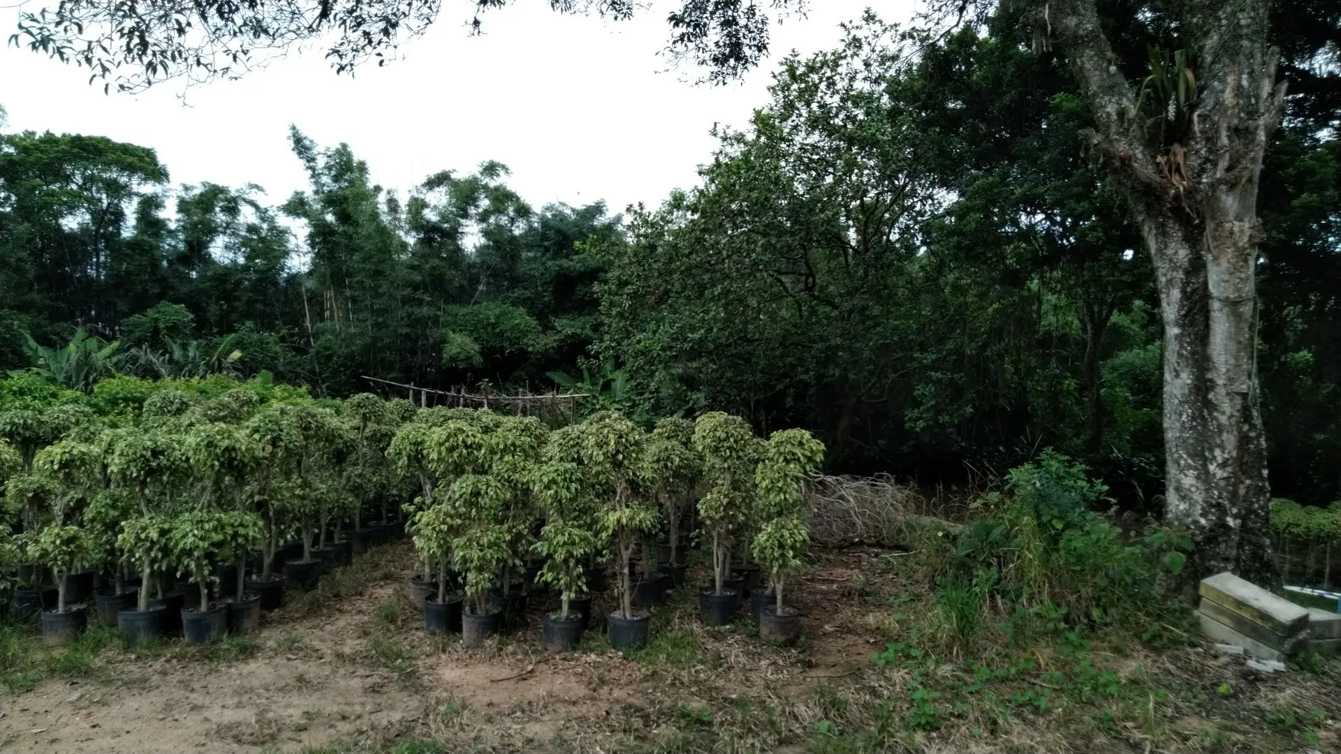 Imagem Sítio à venda com , 26.000m² em Tijuquinhas (Guaporanga) Biguaçu